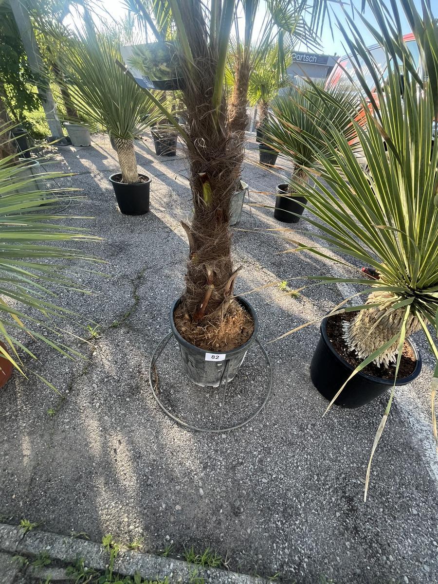 Trachycarpus, Stammh&ouml;he 50-60 cm, H&ouml;he 220 cm?d=2026-06-26 15:39:49