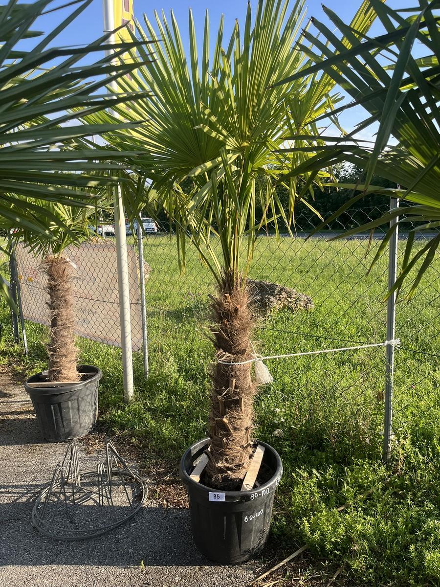 Trachycarpus, Stammh&ouml;he 60-80 cm, H&ouml;he 200 cm
