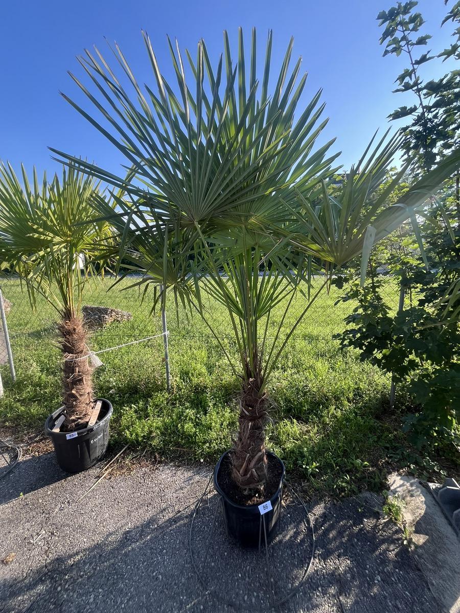 Trachycarpus, Stammh&ouml;he 60-80 cm, H&ouml;he 200 cm