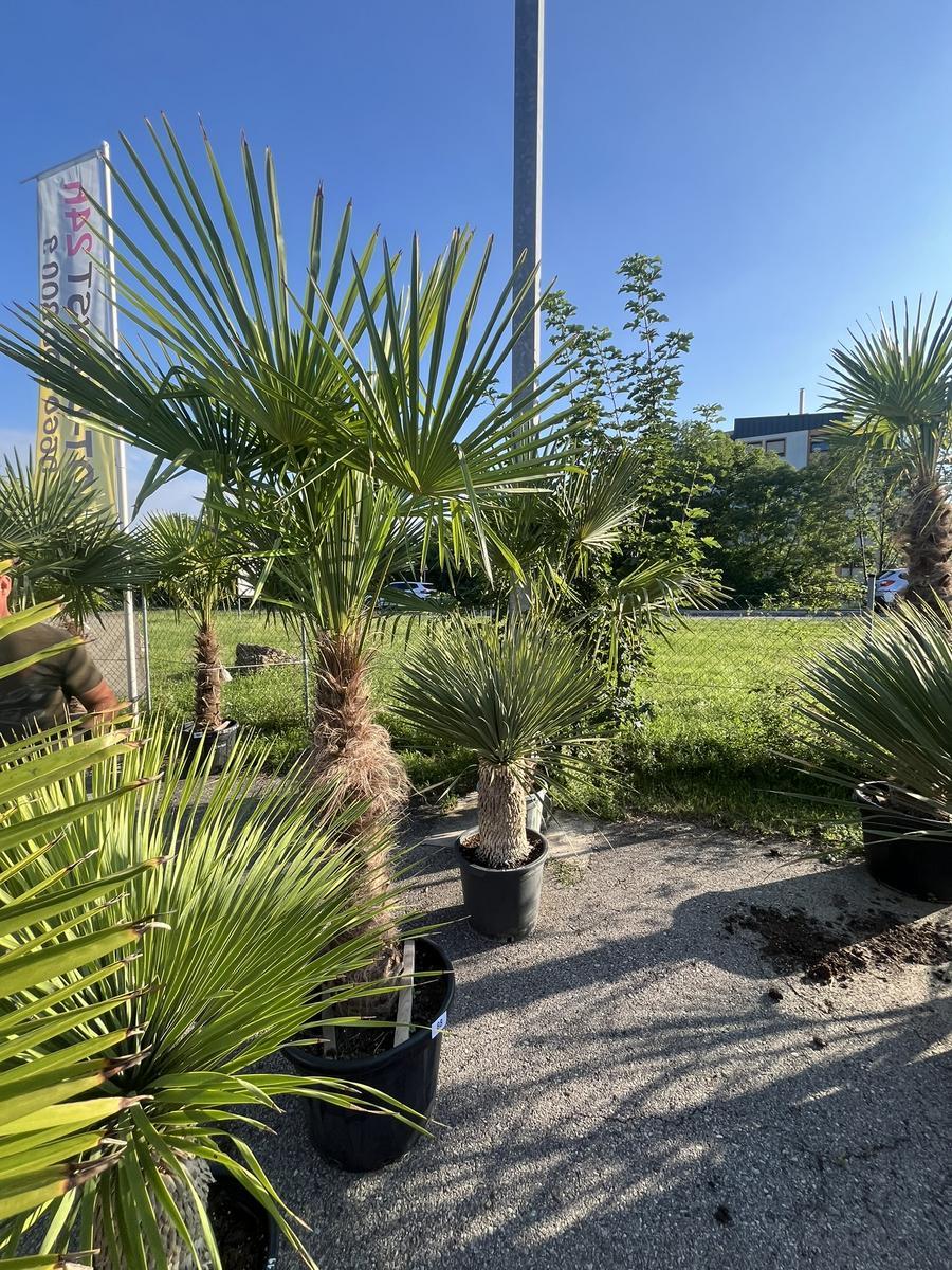 Trachycarpus, Stammh&ouml;he 100-120 cm, H&ouml;he 220 cm
