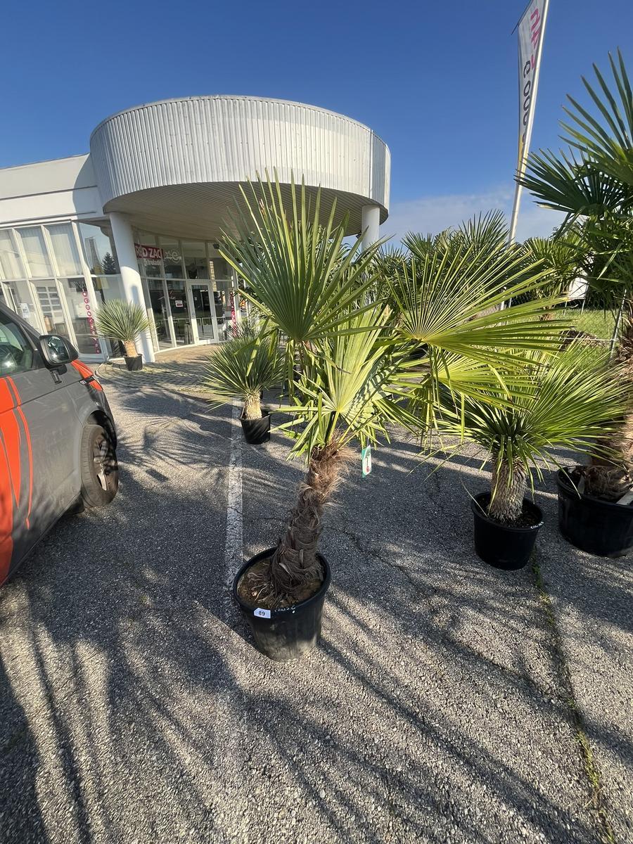 Trachycarpus, Stammh&ouml;he 50-60 cm, H&ouml;he 180 cm