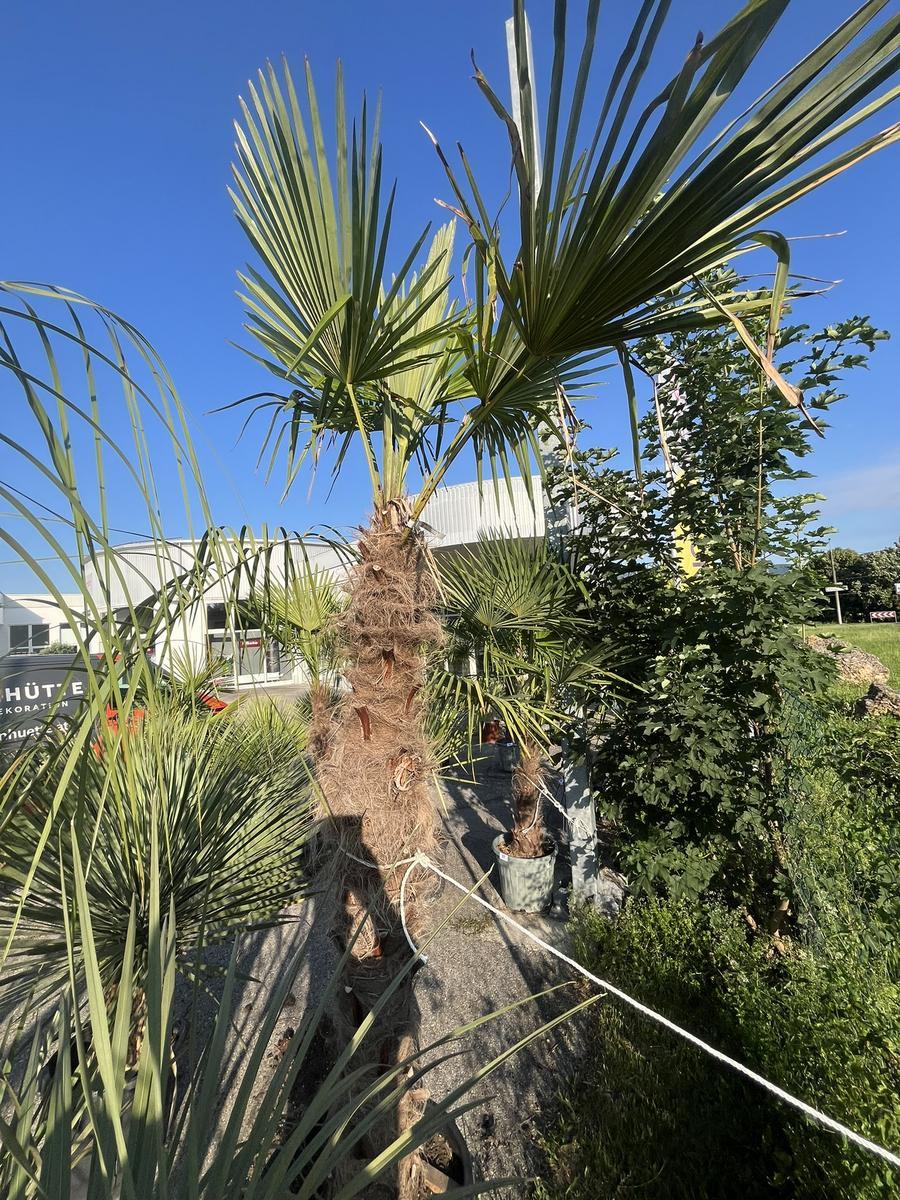 Trachycarpus, Stammh&ouml;he 160-180 cm, H&ouml;he 280 cm?d=2026-06-26 15:38:44