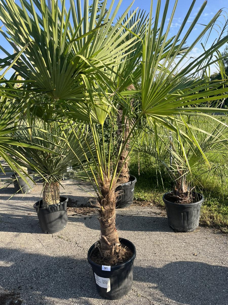 Trachycarpus, Stammh&ouml;he 50-60 cm, H&ouml;he 220 cm?d=2026-06-26 15:38:54