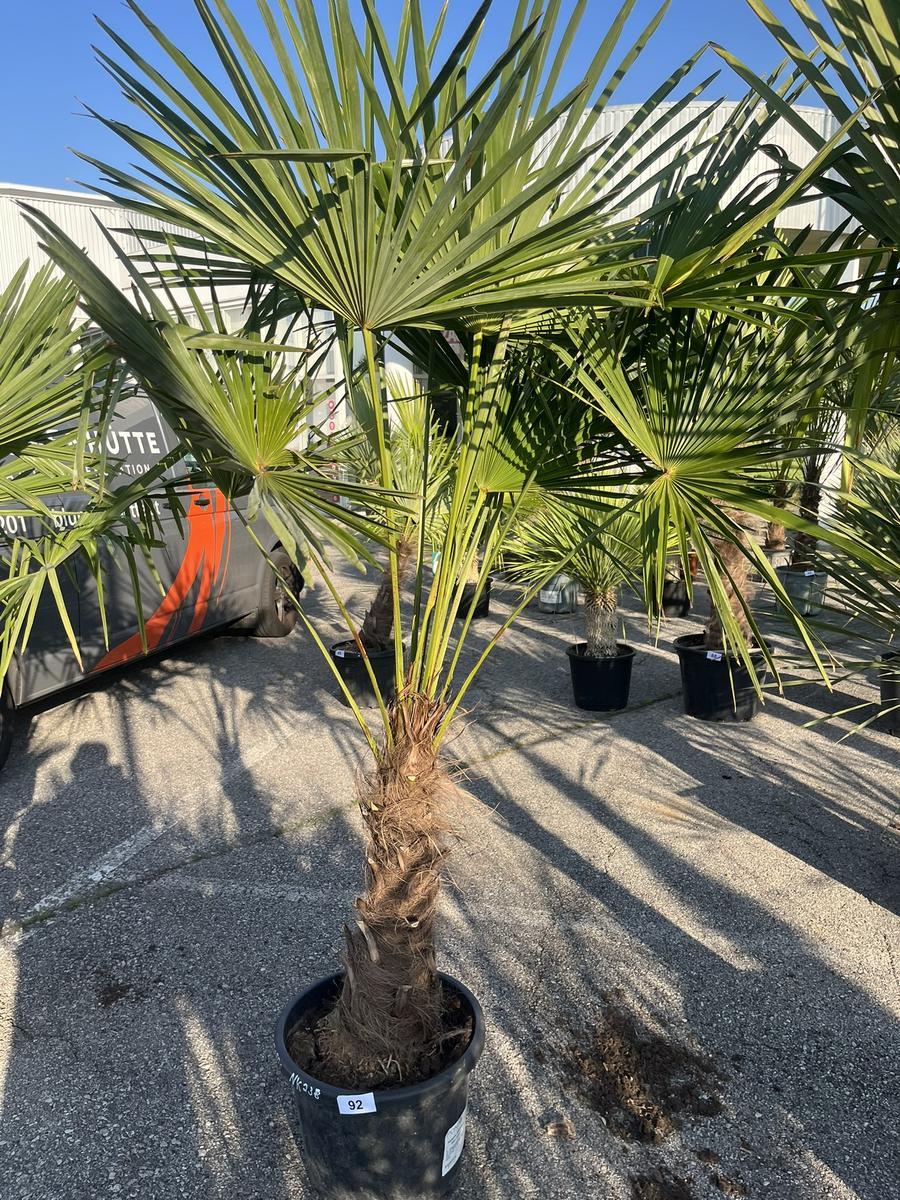 Trachycarpus, Stammh&ouml;he 50-60 cm, H&ouml;he 200 cm?d=2026-06-26 15:39:49