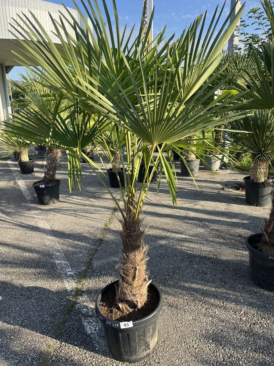 Trachycarpus, Stammh&ouml;he 50-60 cm, H&ouml;he 182 cm