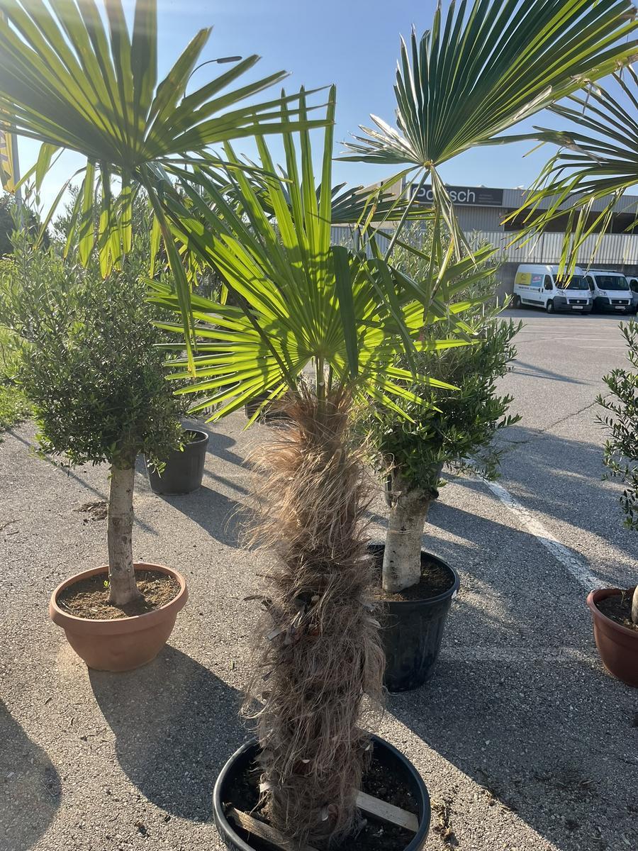 Trachycarpus, Stammh&ouml;he 50-60 cm, H&ouml;he 200 cm