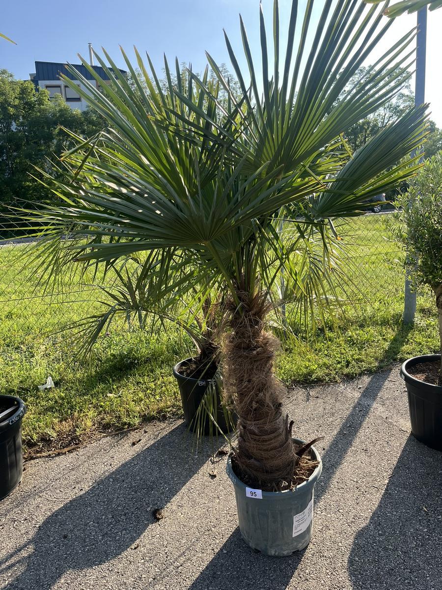 Trachycarpus, Stammh&ouml;he 60-80 cm, H&ouml;he 200 cm?d=2026-06-26 15:38:46