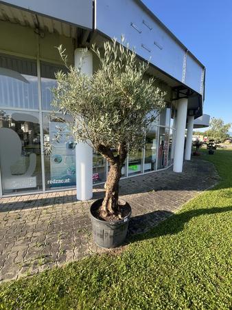 Olivenbaum, Stammumfang 90-100 cm, H�he 220 cm