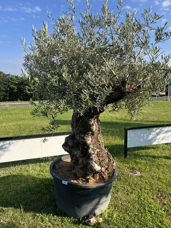 Olivenbaum, Stammumfang 180-190 cm, H�he 220 cm