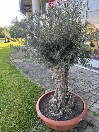 Olivenbaum, Stammumfang 80-90 cm, H�he 180 cm