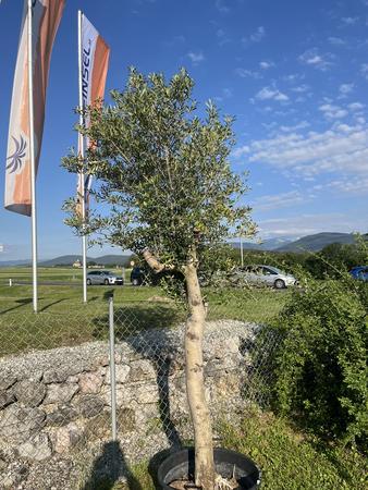 Olivenbaum, Stammumfang 40-50 cm, H�he 250 cm