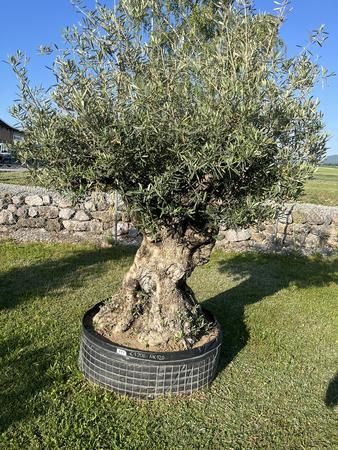 Olivenbaum, Stammumfang 150-170 cm, H�he 220 cm