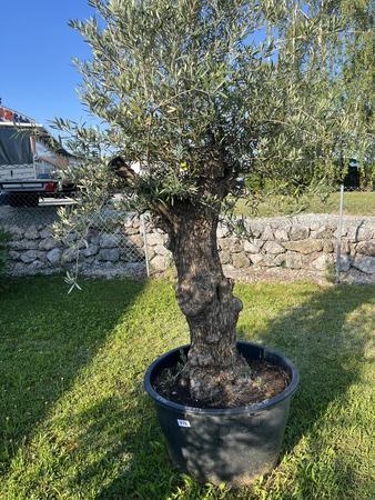 Olivenbaum, Stammumfang 80-100 cm, H�he 220 cm
