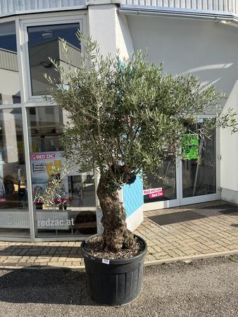 Olivenbaum, Stammumfang 70-80 cm, H�he 220 cm