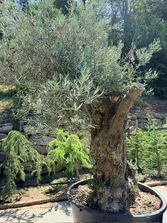 Olivenbaum, Stammumfang 160-180 cm, H�he 240 cm