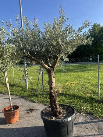 Olivenbaum, Herkunft Spanien, Nr.BH 20, Stammumfang 55-60 cm, H�he 200 cm