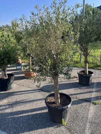 Olivenbaum, Stammumfang 20-30 cm, H�he 180 cm