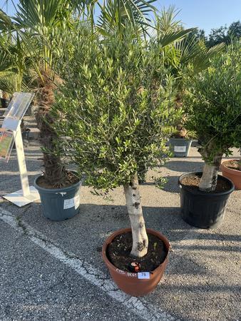 Olivenbaum, Stammumfang 30-40 cm, H�he 150 cm