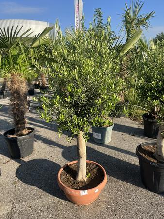 Olivenbaum, Stammumfang 30-40 cm, H�he 150 cm