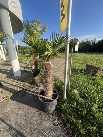 Trachycarpus, Stammh�he 60-80 cm, H�he 200 cm
