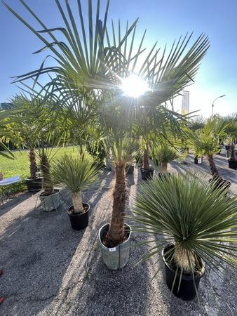 Trachycarpus, Stammh�he 60-80 cm, H�he 220 cm