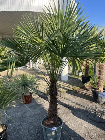 Trachycarpus, Stammh�he 60-80 cm, H�he 220 cm