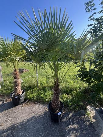 Trachycarpus, Stammh�he 60-80 cm, H�he 200 cm
