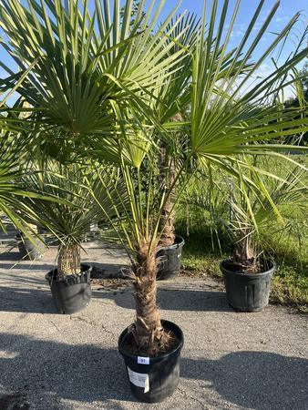 Trachycarpus, Stammh�he 50-60 cm, H�he 220 cm