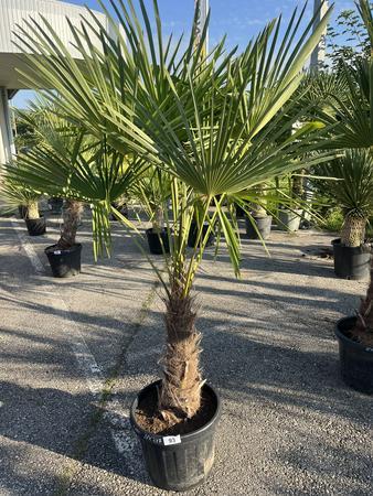 Trachycarpus, Stammh�he 50-60 cm, H�he 182 cm