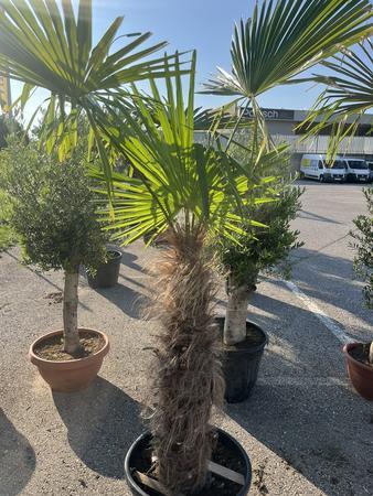 Trachycarpus, Stammh�he 50-60 cm, H�he 200 cm