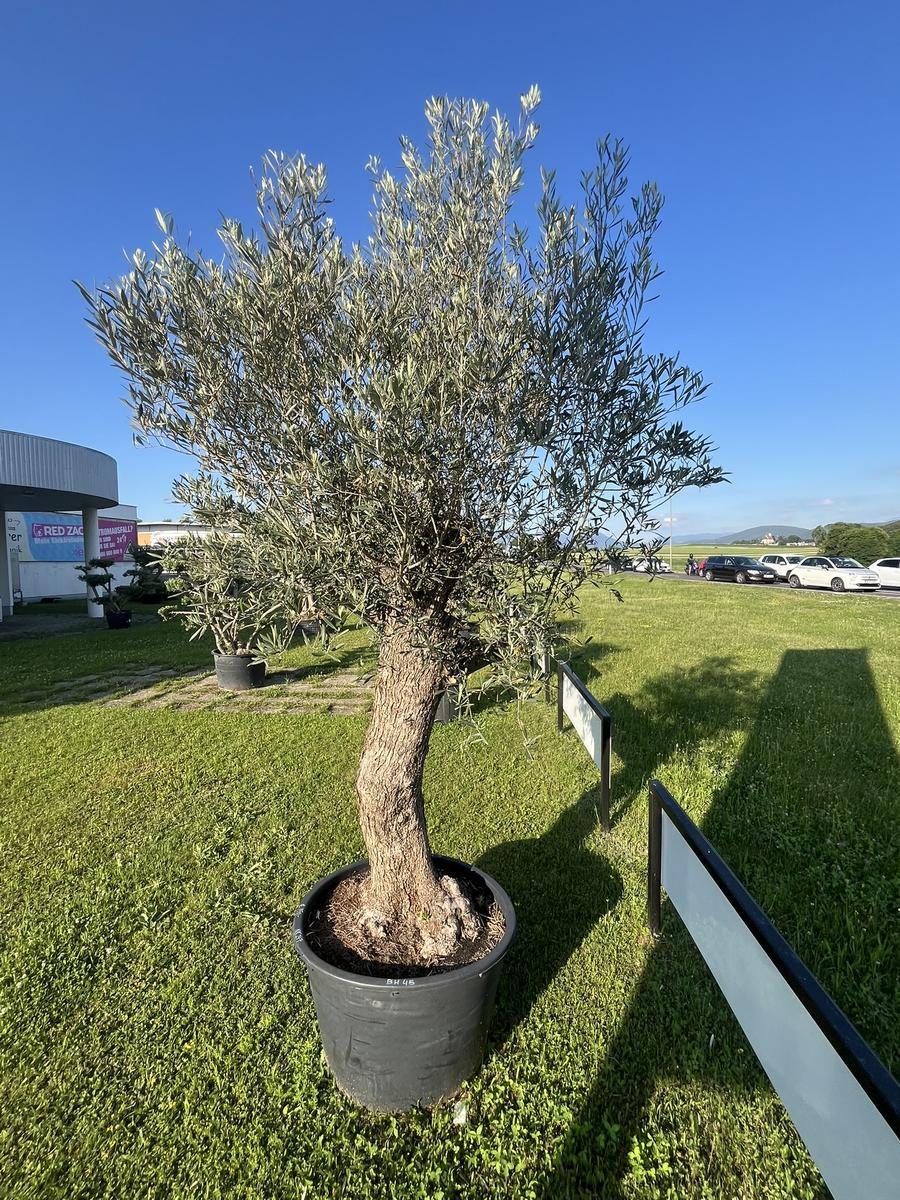 Olivenbaum, Herkunft Spanien, BH 45, Stammumfang 80-90 cm, H&ouml;he 300 cm