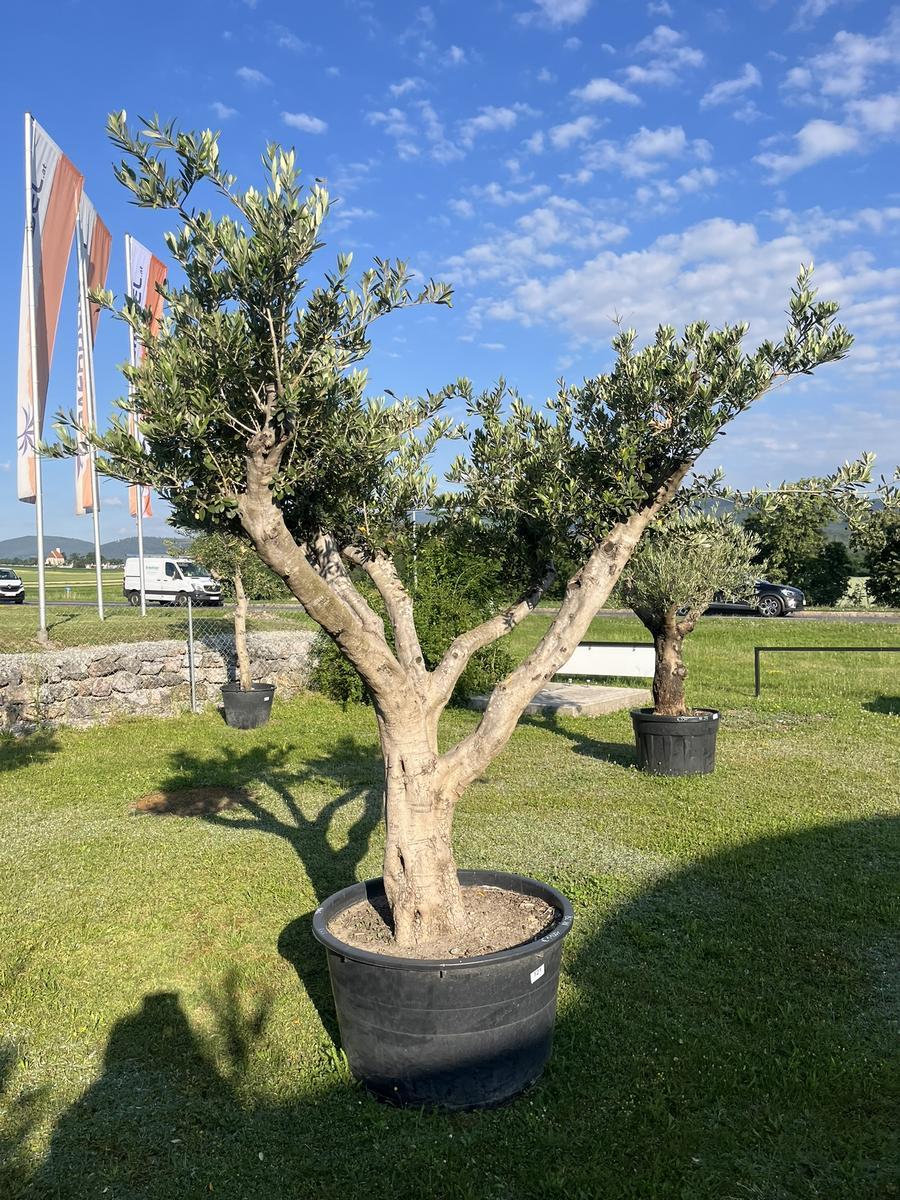 Olivenbaum Pon Pon, Herkunft Spanien, Breite 250 cm, H&ouml;he 220 cm