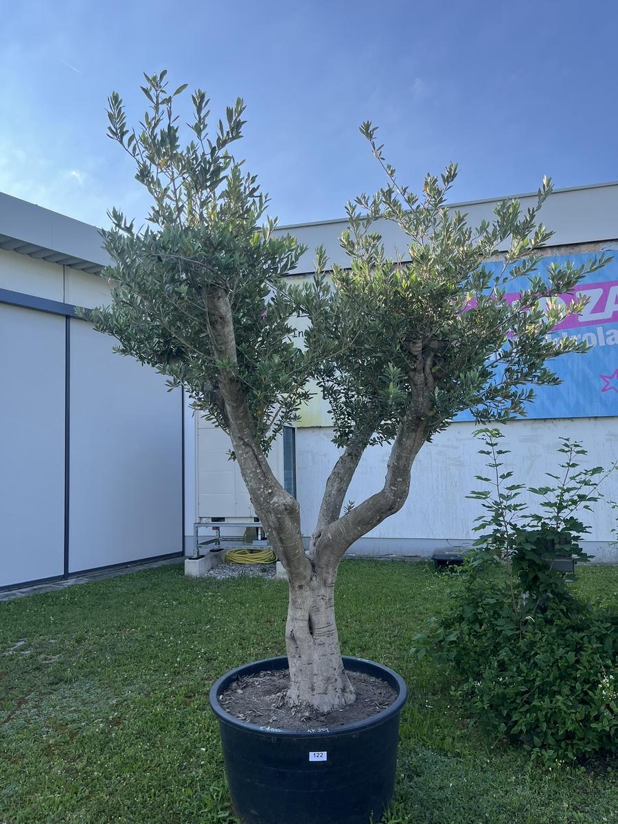 Olivenbaum Pon Pon, Herkunft Spanien, Breite 250 cm, H&ouml;he 220 cm