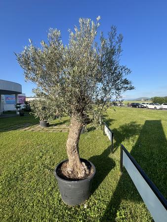 Olivenbaum, Herkunft Spanien, BH 45, Stammumfang 80-90 cm, H�he 300 cm