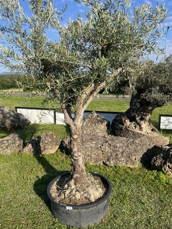Olivenbaum, Stammumfang 60-70 cm, H�he 250 cm