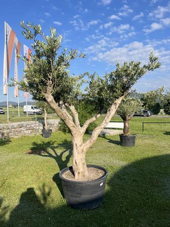 Olivenbaum Pon Pon, Herkunft Spanien, Breite 250 cm, H�he 220 cm