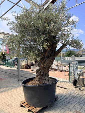 Olivenbaum, Stammumfang 160-180 cm, H�he 240 cm