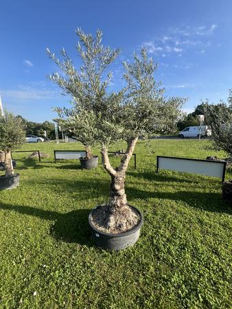 Olivenbaum, Stammumfang 80-90 cm, H�he 240 cm