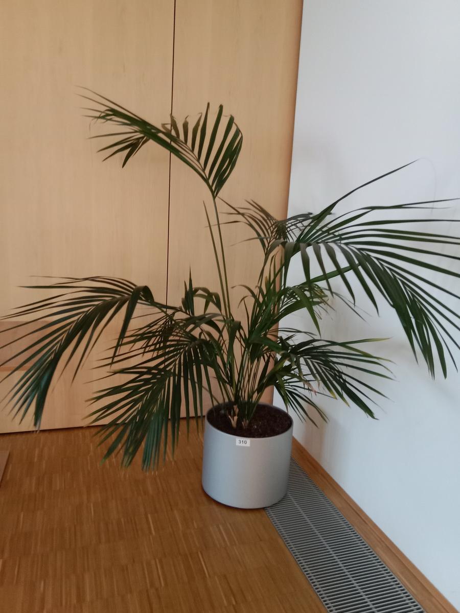 Palme