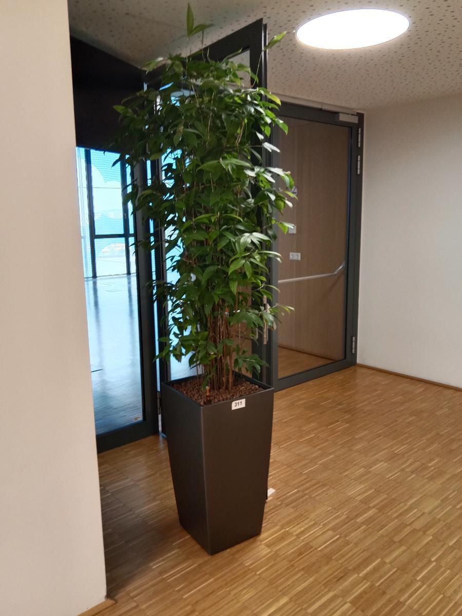 Pflanze (ca. 2 m hoch)