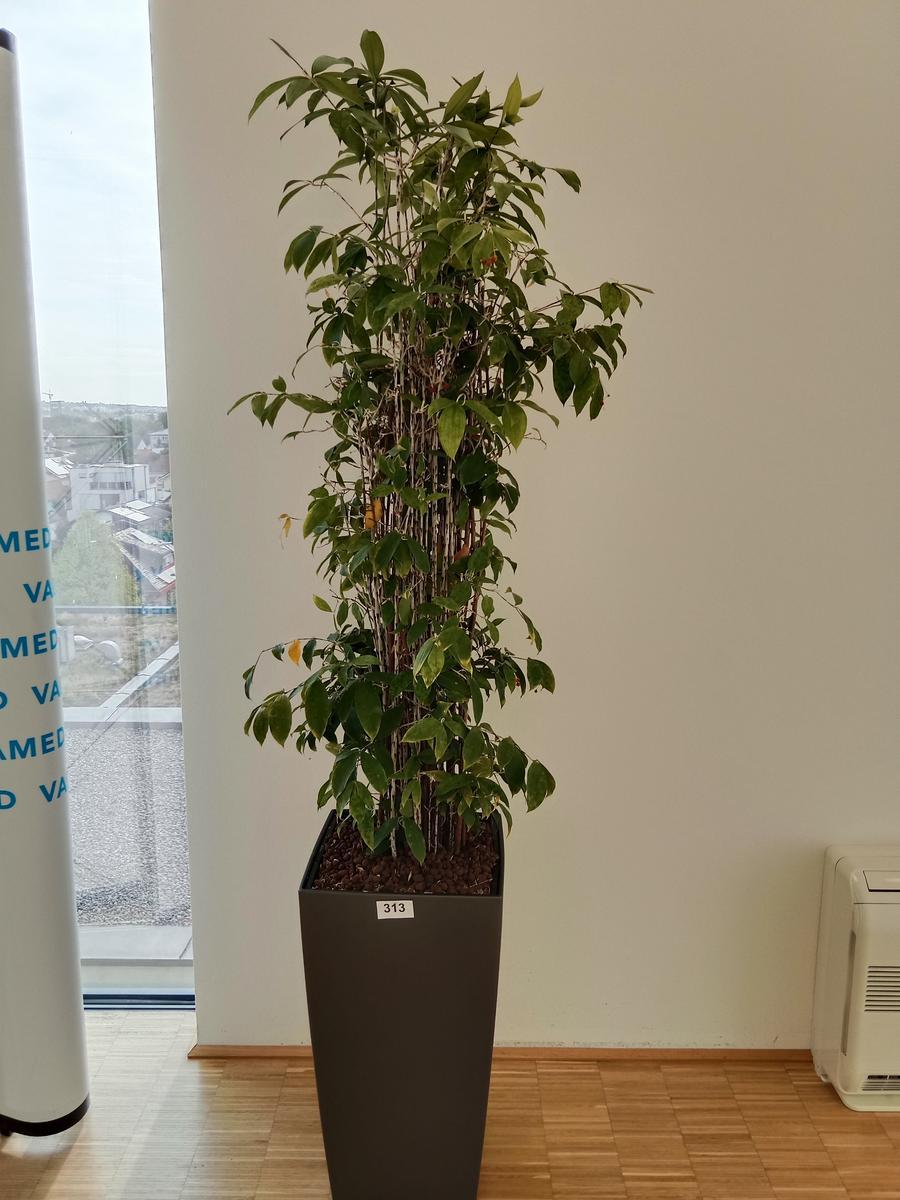 Pflanze (ca. 2 m hoch)