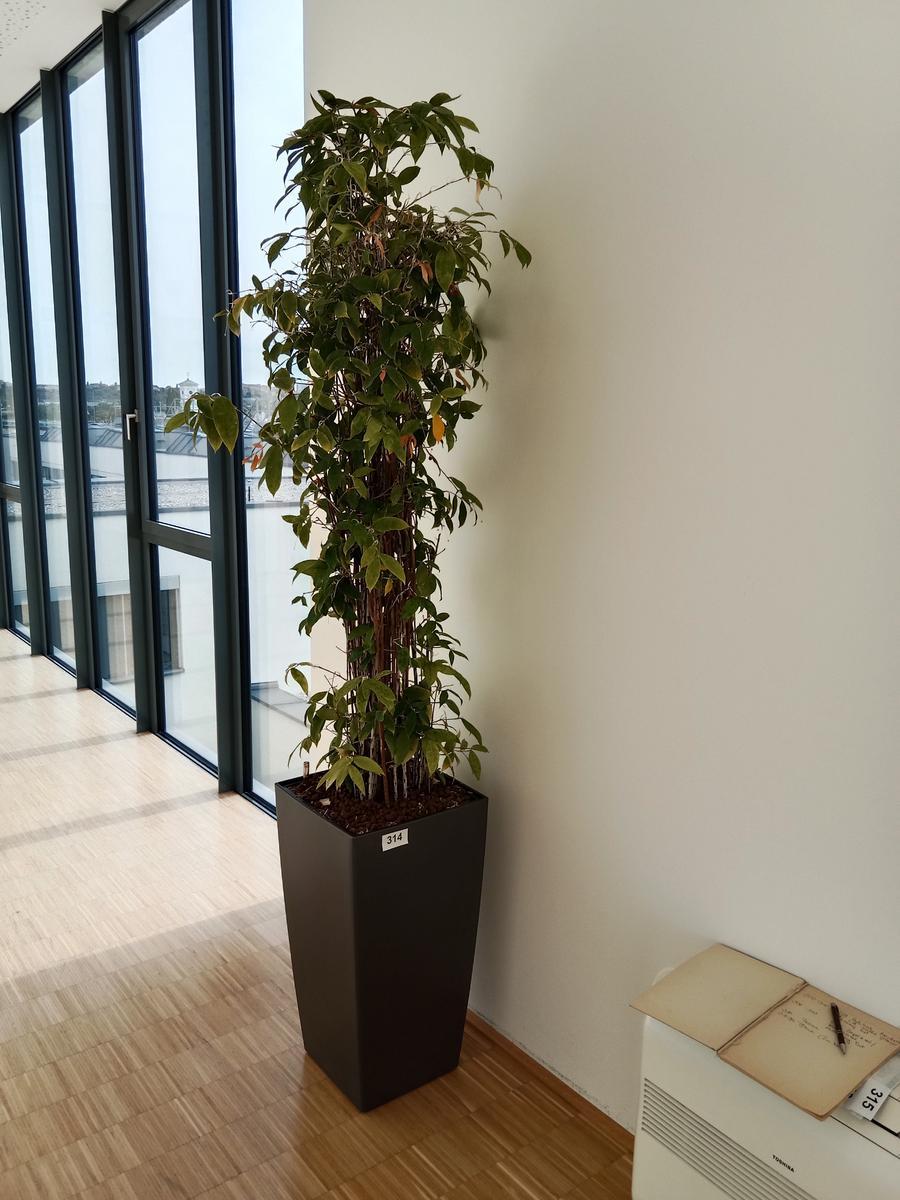 Pflanze (ca. 2 m hoch)