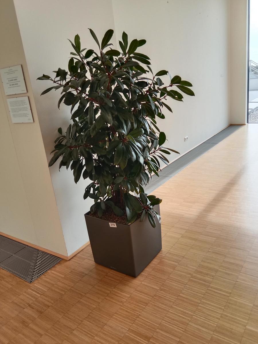 Pflanze (ca. 2 m hoch)