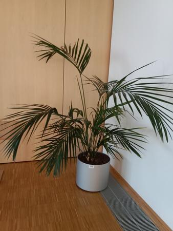 Palme Palme