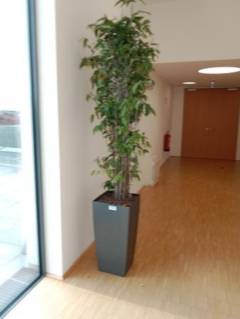 Pflanze (ca. 2 m hoch) Pflanze (ca. 2 m hoch)