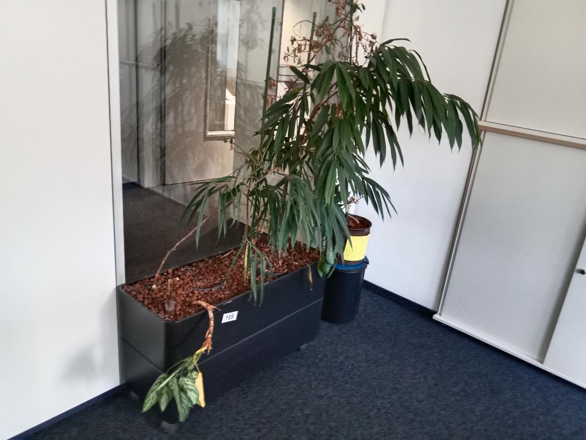 Zimmerpflanze?d=2026-09-02 18:00:21