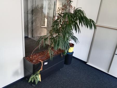 Zimmerpflanze Zimmerpflanze