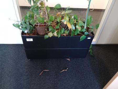 Pflanze, Maße: ca. B 90 x T 33 x H 50 cm Pflanze, Maße: ca. B 90 x T 33 x H 50 cm